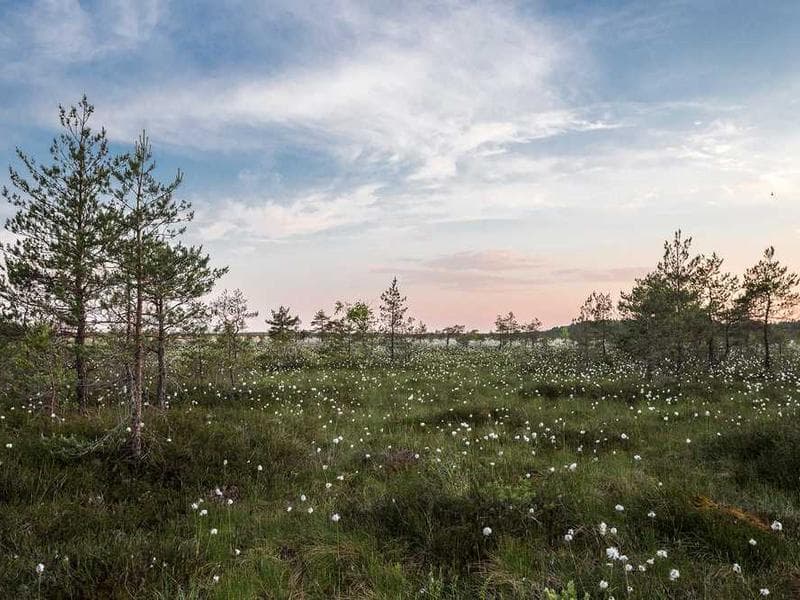 Image for Ryde+ – Your Everyday Commute, Simplified